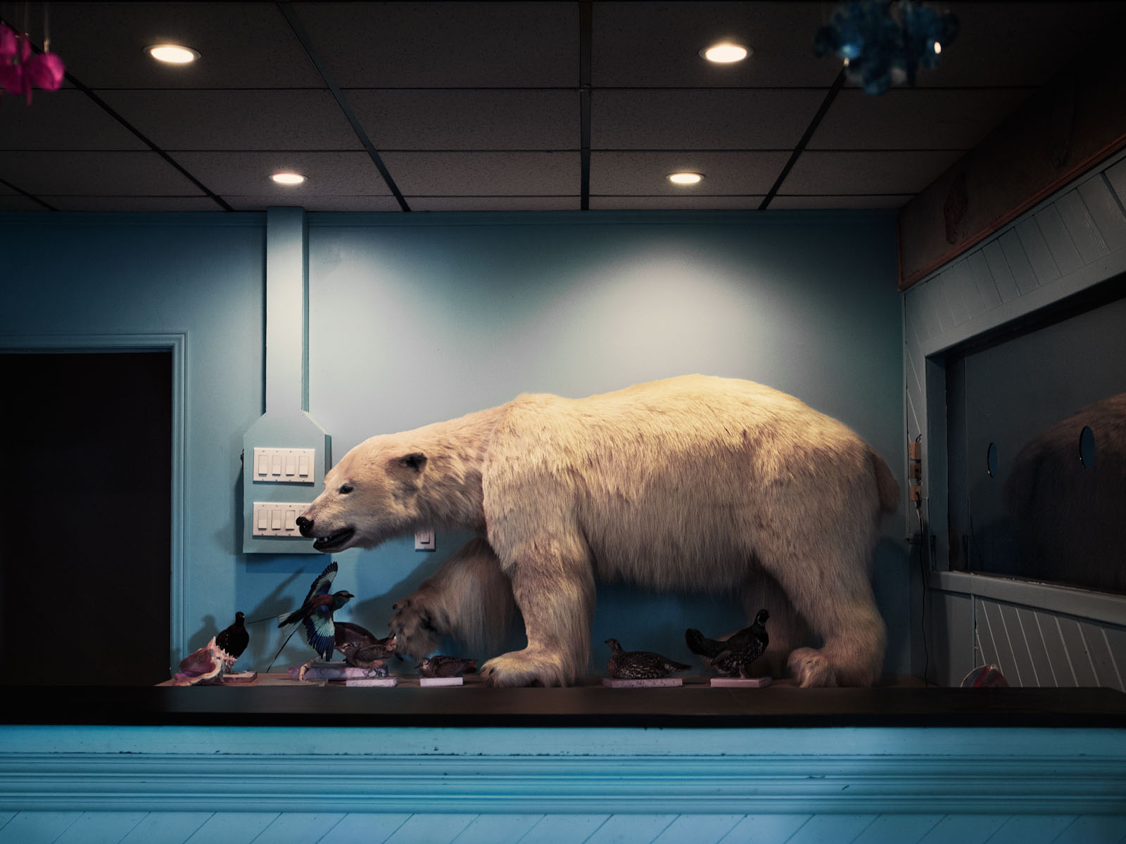 ours-musée