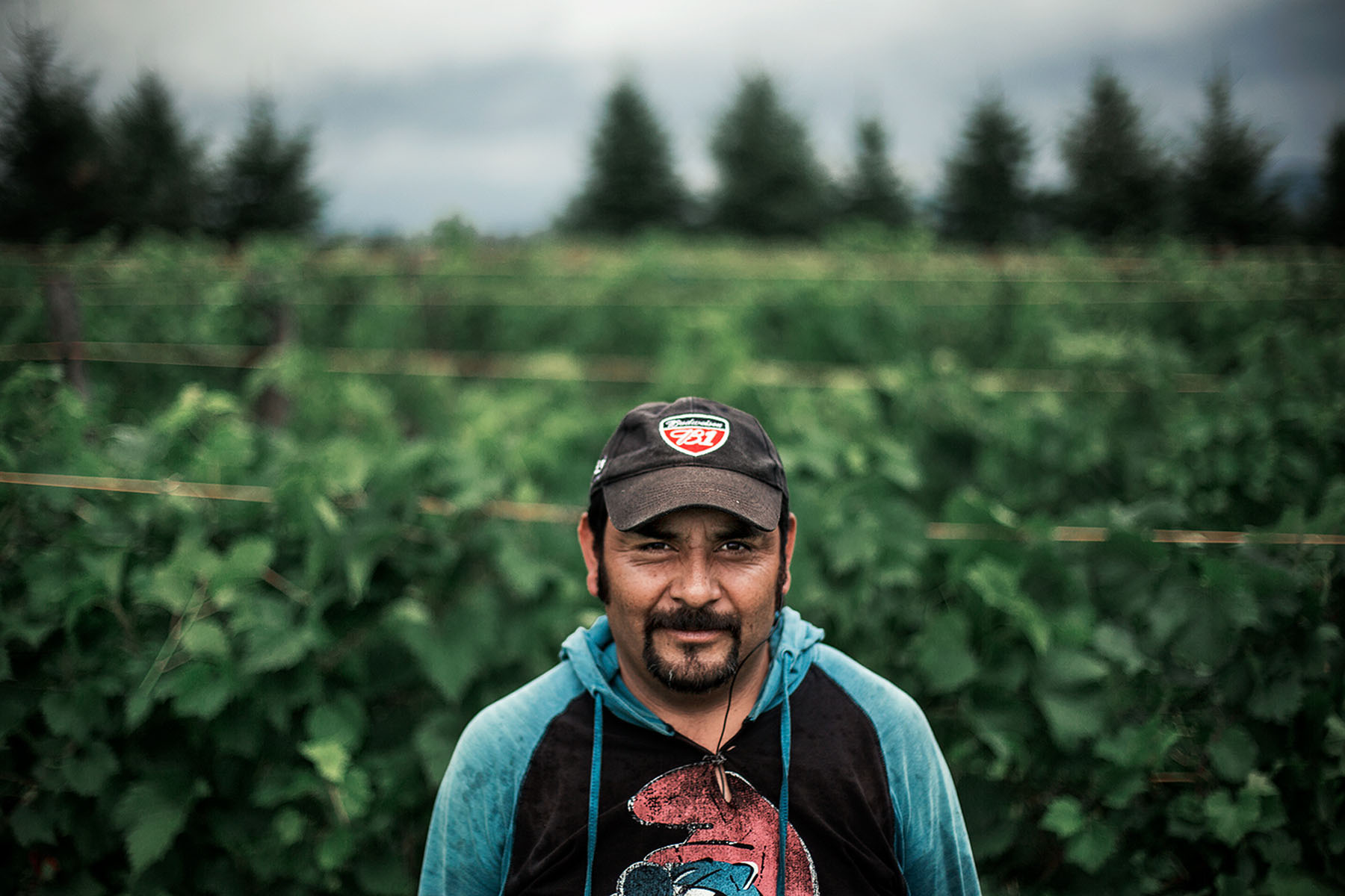 Cueilleur vigne, Mexicain