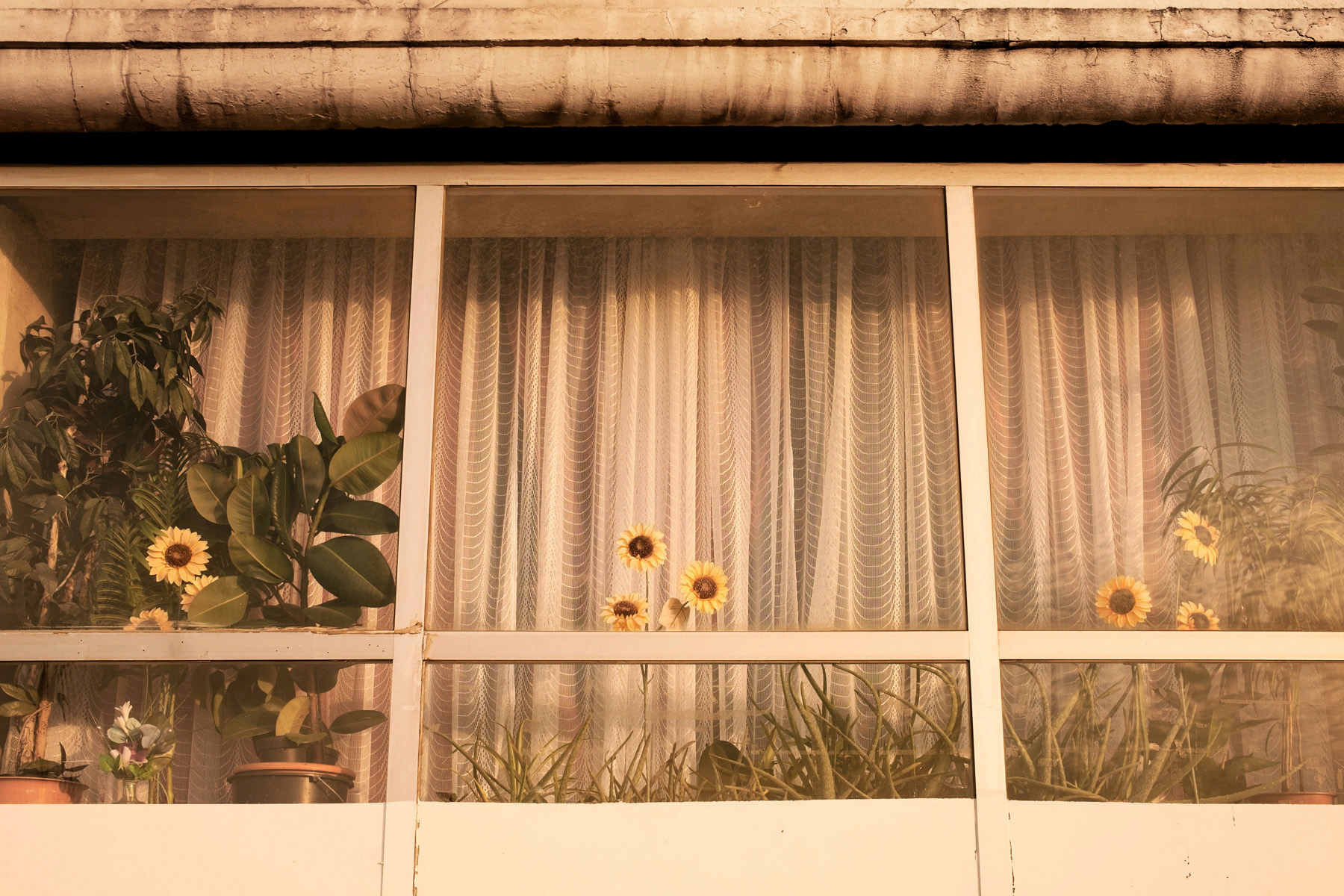 Tournesols
